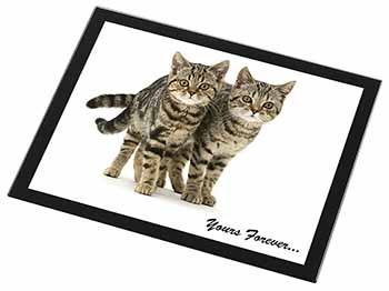 Tabby Cats 