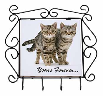 Tabby Cats 