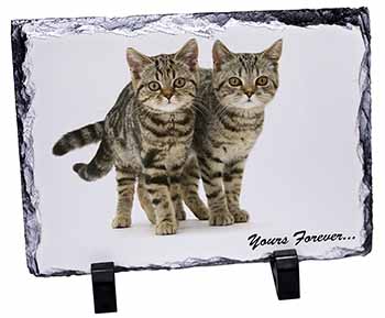 Tabby Cats 