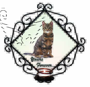 Tabby Cat 