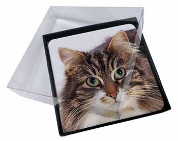 4x Face of Tortoiseshell Cat Picture Table Coasters Set in Gift Box