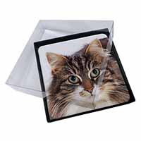 4x Face of Tortoiseshell Cat Picture Table Coasters Set in Gift Box