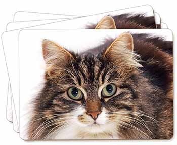 Face of Tortoiseshell Cat Picture Placemats in Gift Box