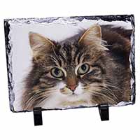 Face of Tortoiseshell Cat, Stunning Photo Slate