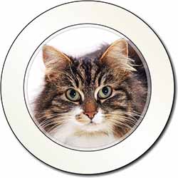 Face of Tortoiseshell Cat Car or Van Permit Holder/Tax Disc Holder