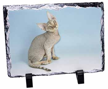 Devon Rex Kitten Cat, Stunning Photo Slate