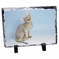 Devon Rex Kitten Cat, Stunning Photo Slate