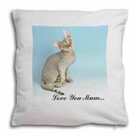 Devon Rex Kitten 