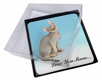 4x Devon Rex Kitten 