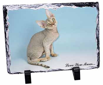 Devon Rex Kitten 