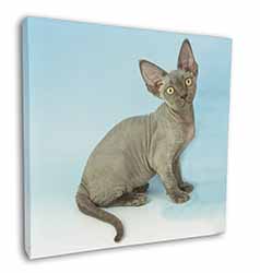 Blue Grey Devon Rex Kitten Cat Square Canvas 12"x12" Wall Art Picture Print