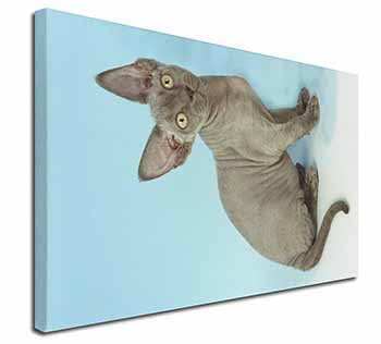 Blue Grey Devon Rex Kitten Cat Canvas X-Large 30"x20" Wall Art Print