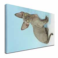 Blue Grey Devon Rex Kitten Cat Canvas X-Large 30"x20" Wall Art Print