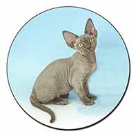Blue Grey Devon Rex Kitten Cat Fridge Magnet Printed Full Colour