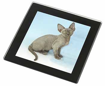 Blue Grey Devon Rex Kitten Cat Black Rim High Quality Glass Coaster