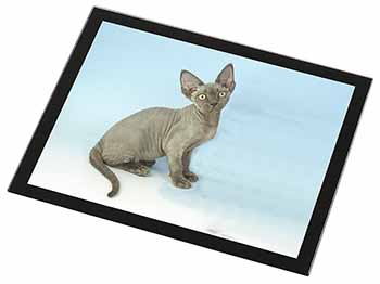 Blue Grey Devon Rex Kitten Cat Black Rim High Quality Glass Placemat