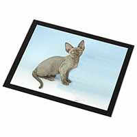 Blue Grey Devon Rex Kitten Cat Black Rim High Quality Glass Placemat