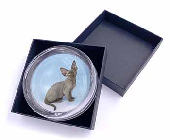 Blue Grey Devon Rex Kitten Cat Glass Paperweight in Gift Box
