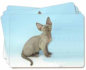 Blue Grey Devon Rex Kitten Cat Picture Placemats in Gift Box