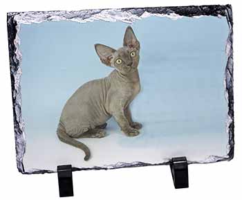Blue Grey Devon Rex Kitten Cat, Stunning Photo Slate