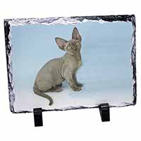 Blue Grey Devon Rex Kitten Cat, Stunning Photo Slate