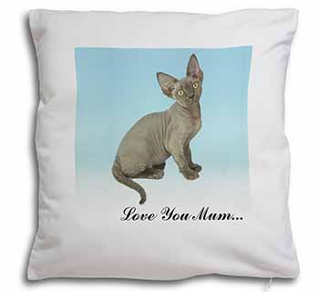 Devon Rex Kitten 