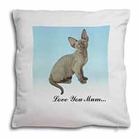 Devon Rex Kitten 