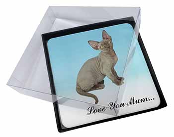 4x Devon Rex Kitten 