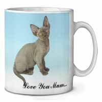 Devon Rex Kitten 