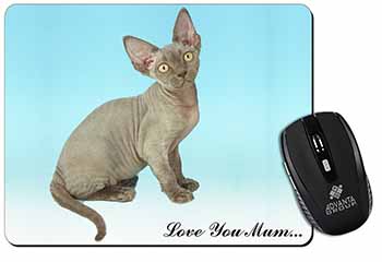 Devon Rex Kitten 