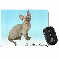 Devon Rex Kitten 
