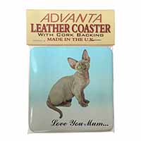 Devon Rex Kitten 