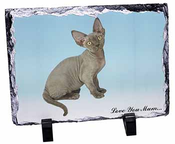 Devon Rex Kitten 