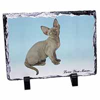 Devon Rex Kitten 