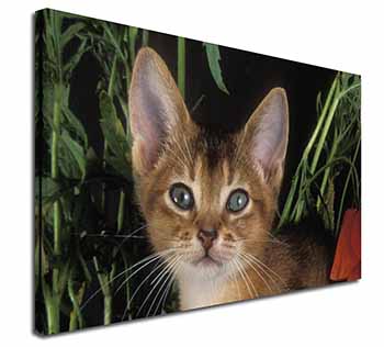 Face of an Abyssynian Cat Canvas X-Large 30"x20" Wall Art Print