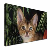 Face of an Abyssynian Cat Canvas X-Large 30"x20" Wall Art Print