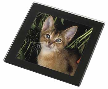 Face of an Abyssynian Cat Black Rim High Quality Glass Coaster