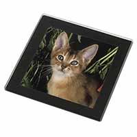 Face of an Abyssynian Cat Black Rim High Quality Glass Coaster