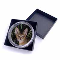 Face of an Abyssynian Cat Glass Paperweight in Gift Box
