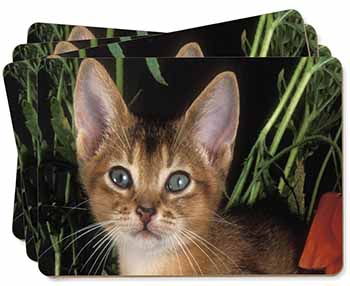 Face of an Abyssynian Cat Picture Placemats in Gift Box
