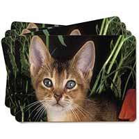 Face of an Abyssynian Cat Picture Placemats in Gift Box - Advanta Group®