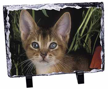 Face of an Abyssynian Cat, Stunning Photo Slate