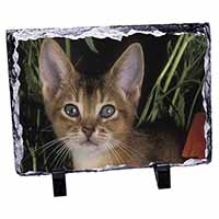 Face of an Abyssynian Cat, Stunning Photo Slate Printed Full Colour - Advanta Gr