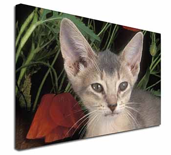 Face of a Blue Abyssynian Cat Canvas X-Large 30"x20" Wall Art Print