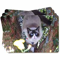 Ragdoll Cat in Tree Picture Placemats in Gift Box