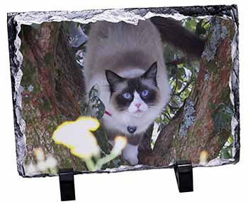 Ragdoll Cat in Tree, Stunning Photo Slate