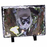 Ragdoll Cat in Tree, Stunning Photo Slate