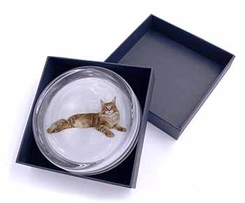 Red Maine Coon Cat Glass Paperweight in Gift Box