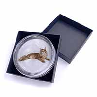 Red Maine Coon Cat Glass Paperweight in Gift Box