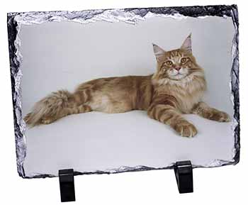 Red Maine Coon Cat, Stunning Photo Slate